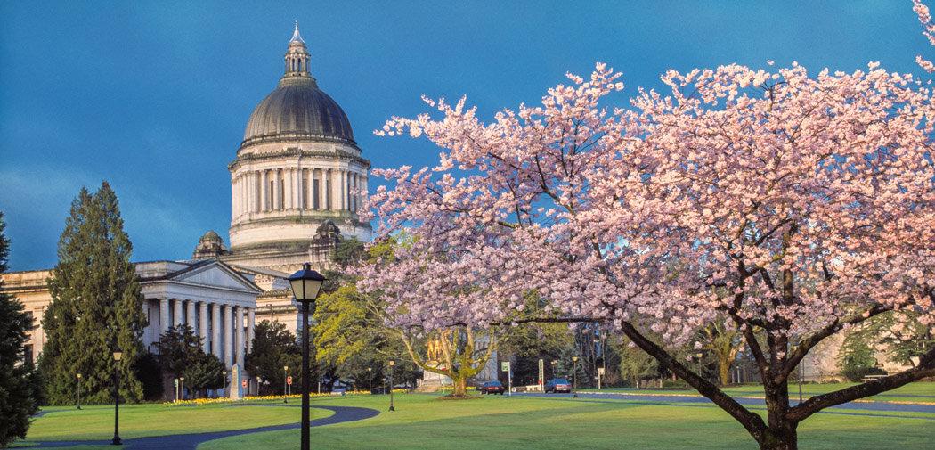 Washington State Capitol building with cherry blossoms